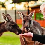 kangaroos in melbourne suburbs