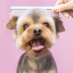 mobile pet grooming miami